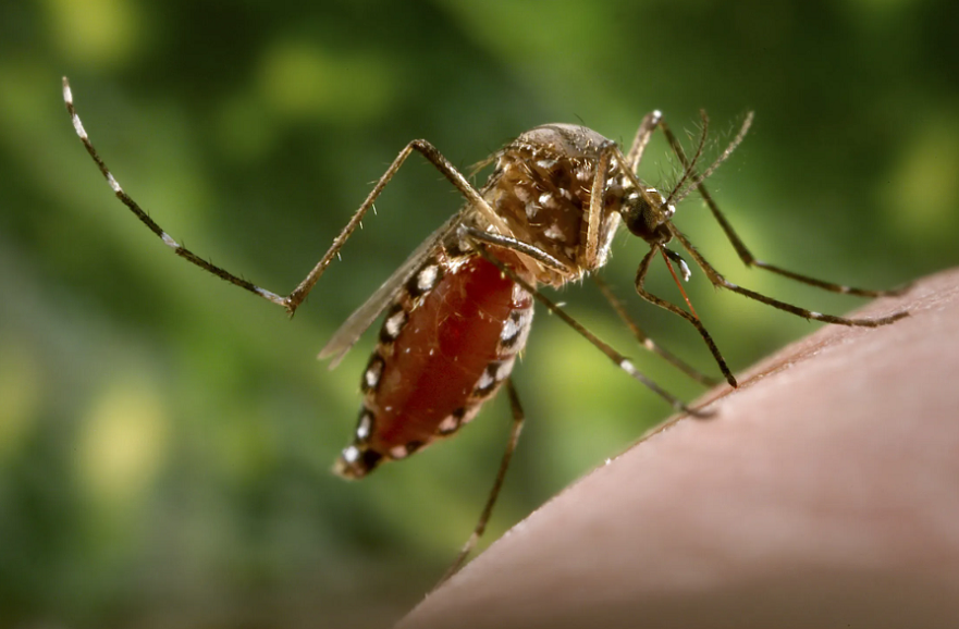 ​Biến đổi khí hậu và tác động đến dịch tễ sốt xuất huyết Dengue tại Việt Nam